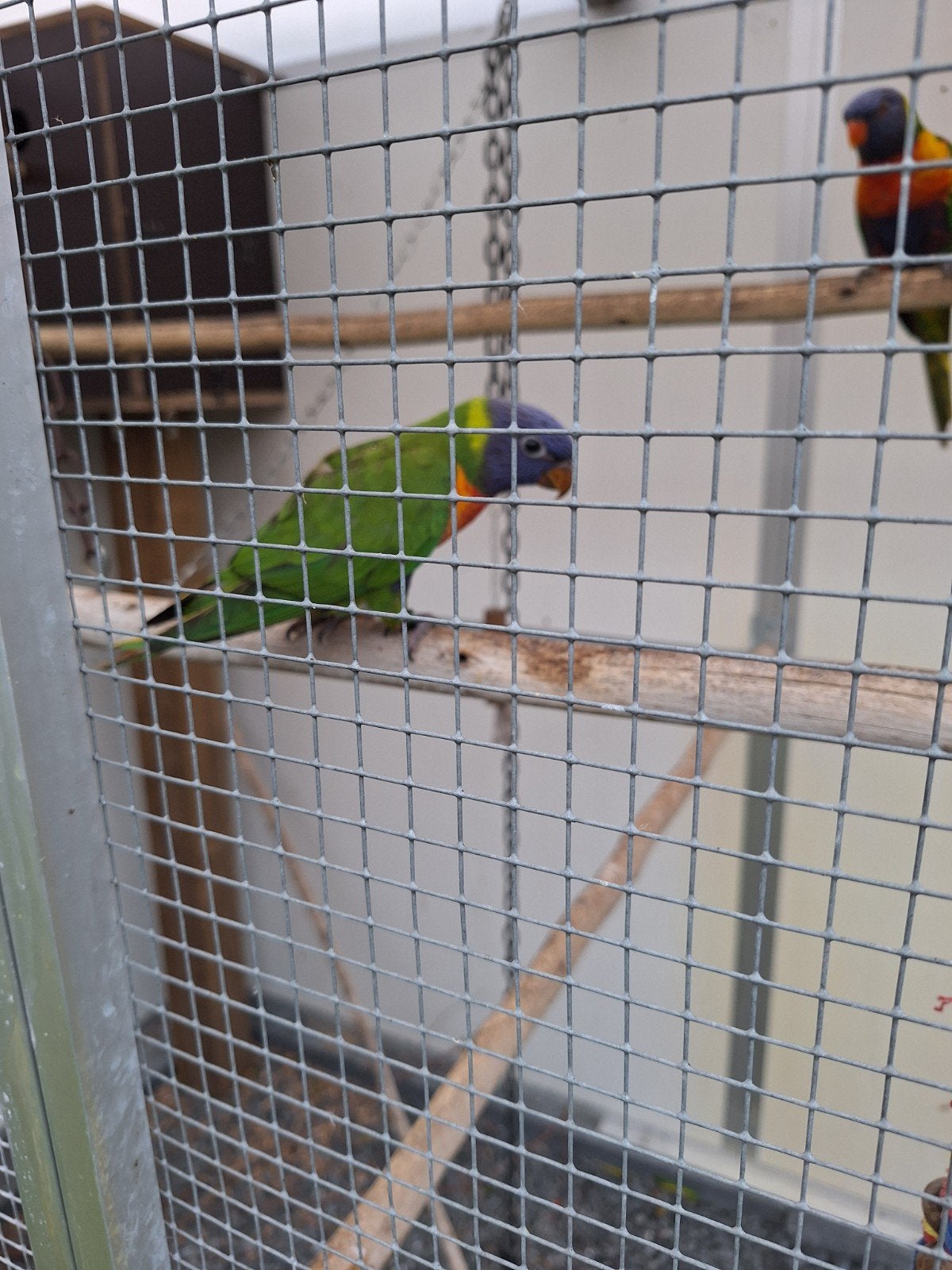 Te koop: lori vd blauwe bergen