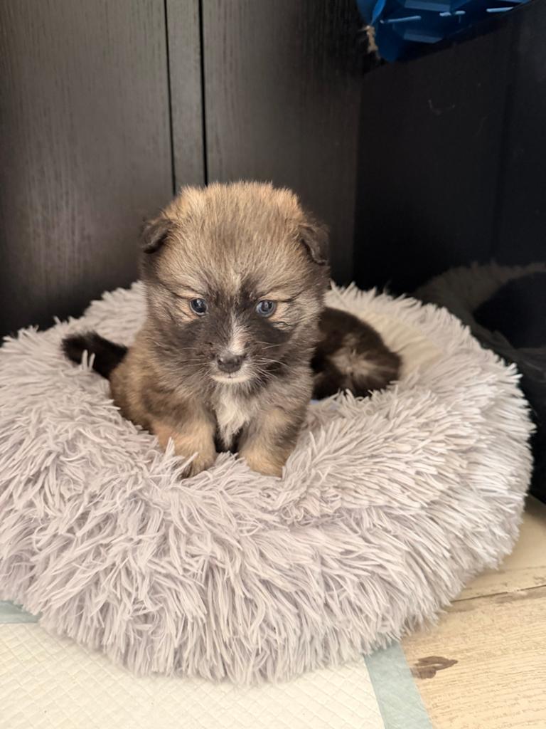 Pomsky teefjes te koop super lief en knap, Dieren en Toebehoren, Parvo, 8 tot 15 weken, Teef, Meerdere