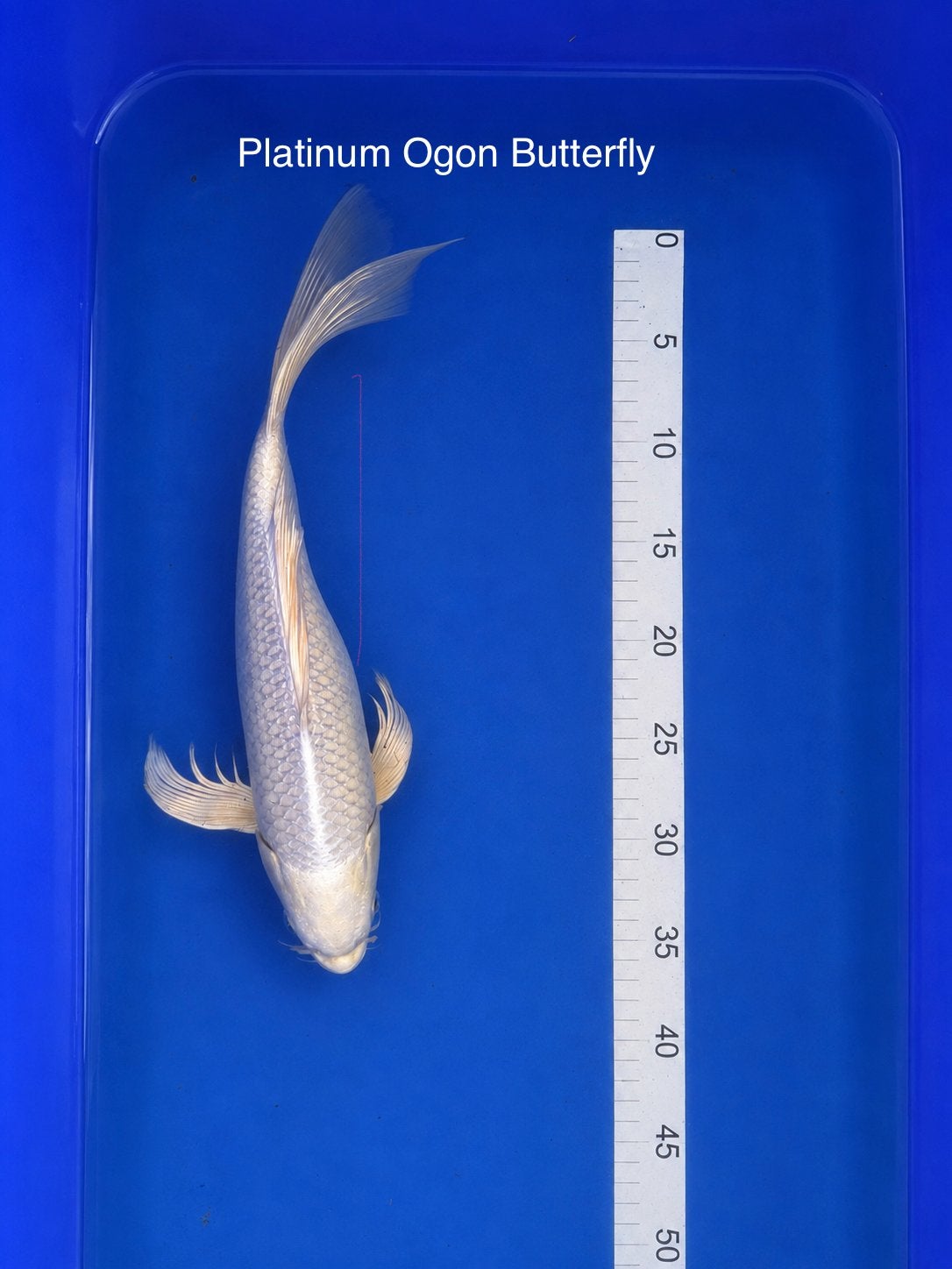 Platinum Ogon Butterfly, Karper of Koi
