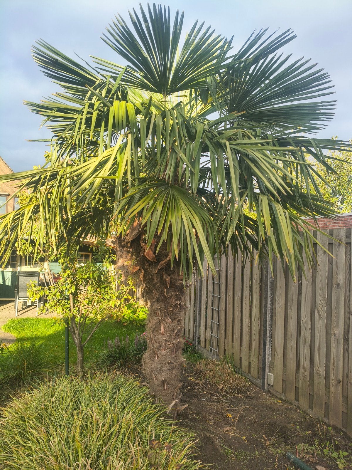 Winterharde Trachycarpus Fortunei Palm - 3m hoog, Tuin en Terras, Volle zon, Vaste plant, Lente, Ophalen