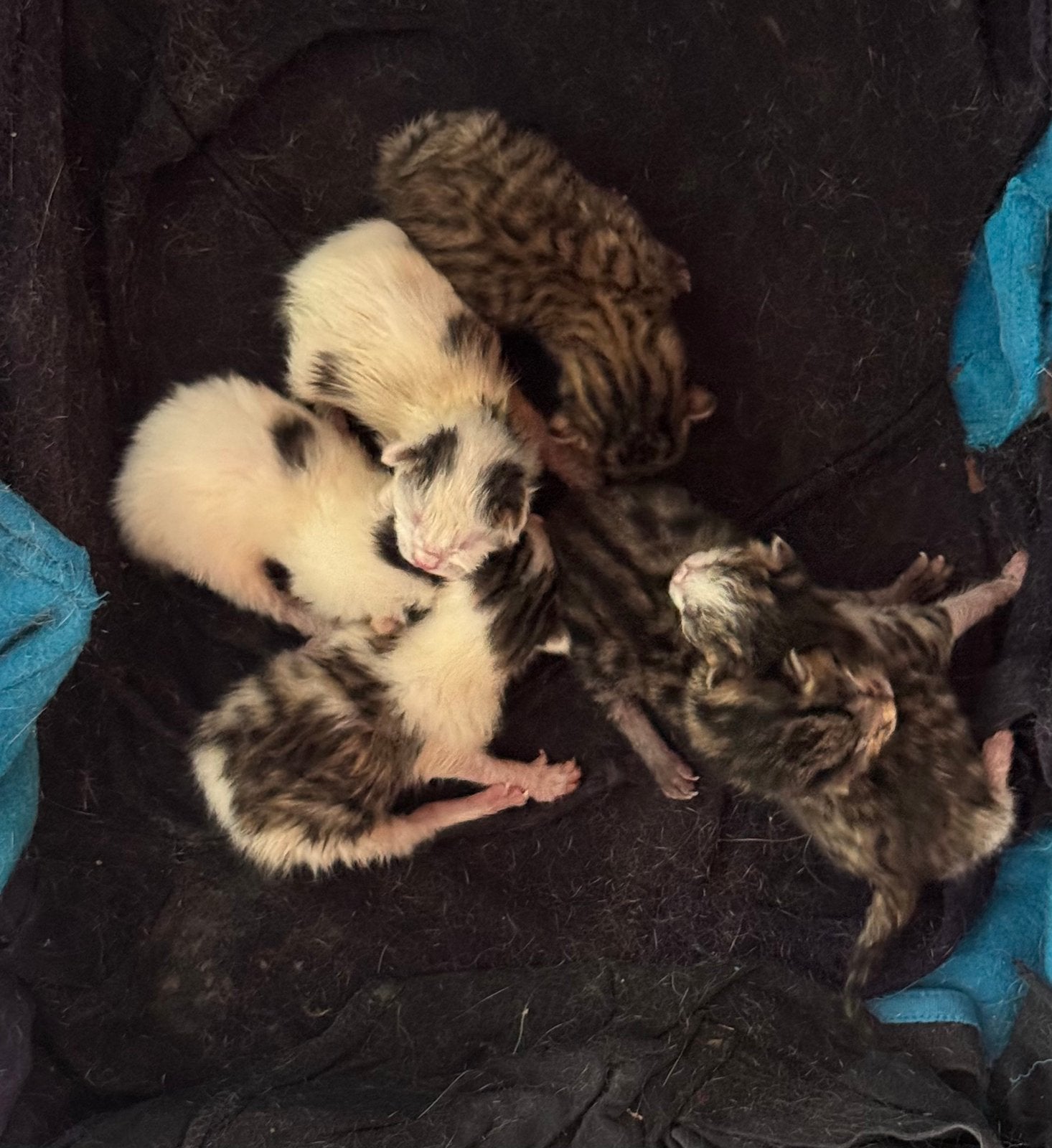 Kittens te koop, Dieren en Toebehoren, Meerdere dieren