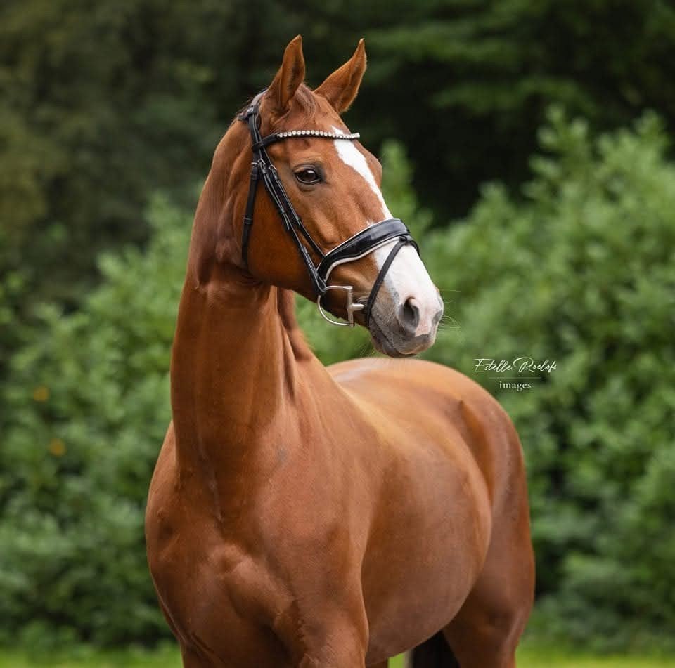 Lieve en knappe KWPN dressuur merrie, Dieren en Toebehoren, Paarden, Merrie, M, Dressuurpaard, 11 jaar of ouder