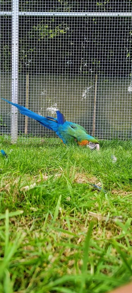 Ara vrouw, Dieren en Toebehoren, Vogels | Parkieten en Papegaaien, Vrouwelijk, Papegaai