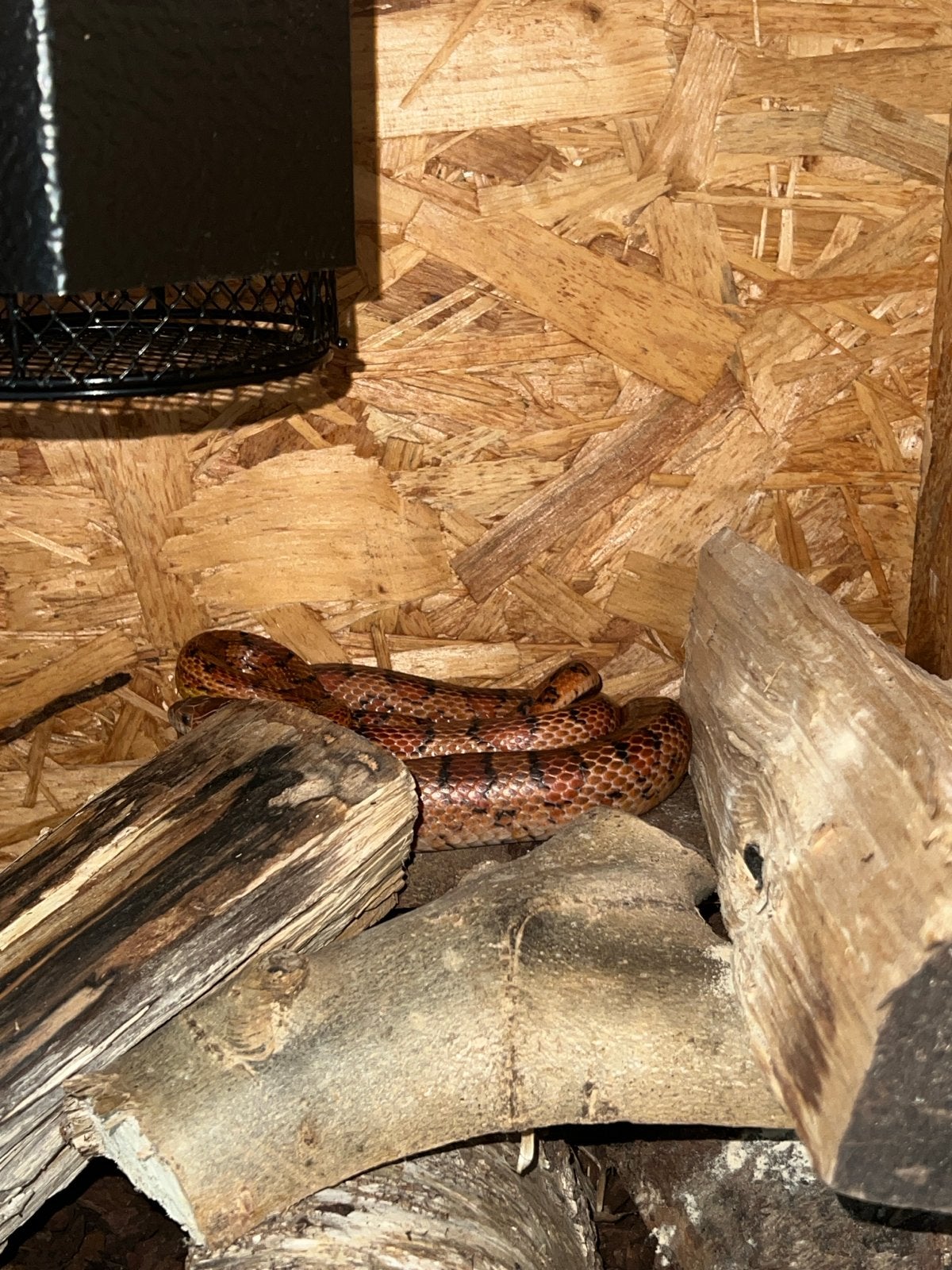 Rode rattenslang eventueel met terrarium Corn Snake photo 3