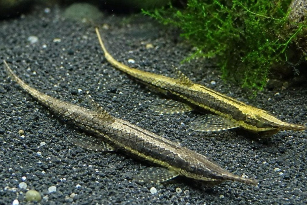 Farlowella acus – Naaldmeerval
