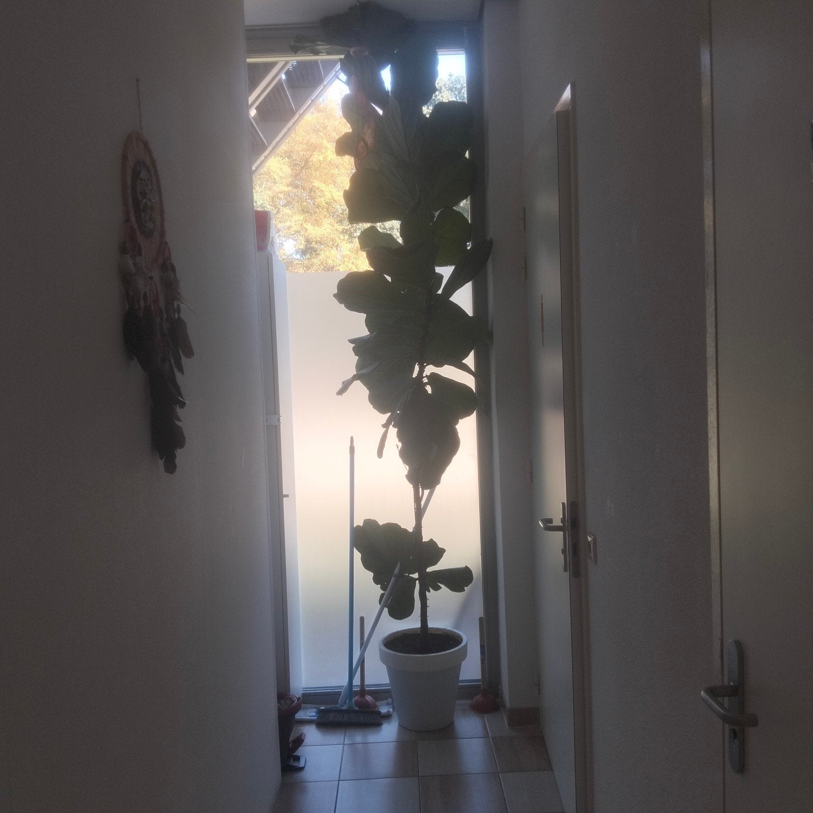 Grote Ficus Lyrata (Tabaksplant) in pot, Huis en Inrichting, Ficus, 200 cm of meer, In pot, Groene kamerplant