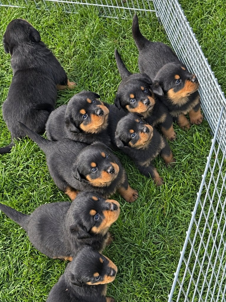 Nog 6 mooie rottweiler pups, Dieren en Toebehoren, Overige rassen, 8 tot 15 weken, Meerdere, Meerdere dieren