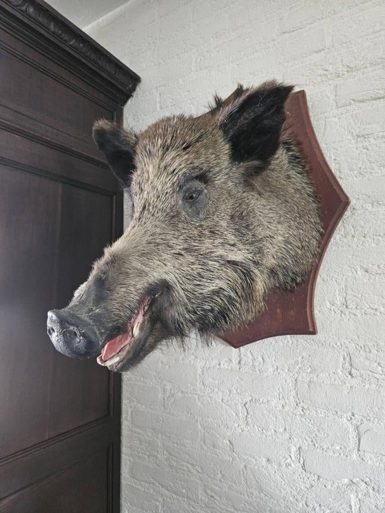 Everzwijn opgezet/taxidermie, Ophalen