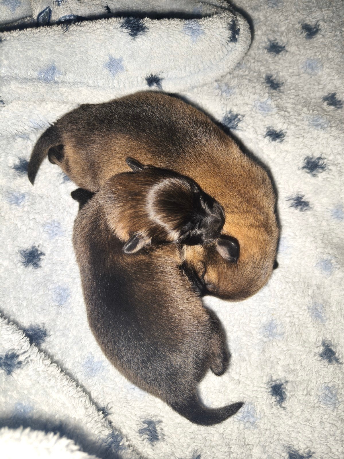 keeshond kruising, Dieren en Toebehoren, Honden | Niet-rashonden, 8 tot 15 weken, Meerdere, Meerdere dieren, Nederland