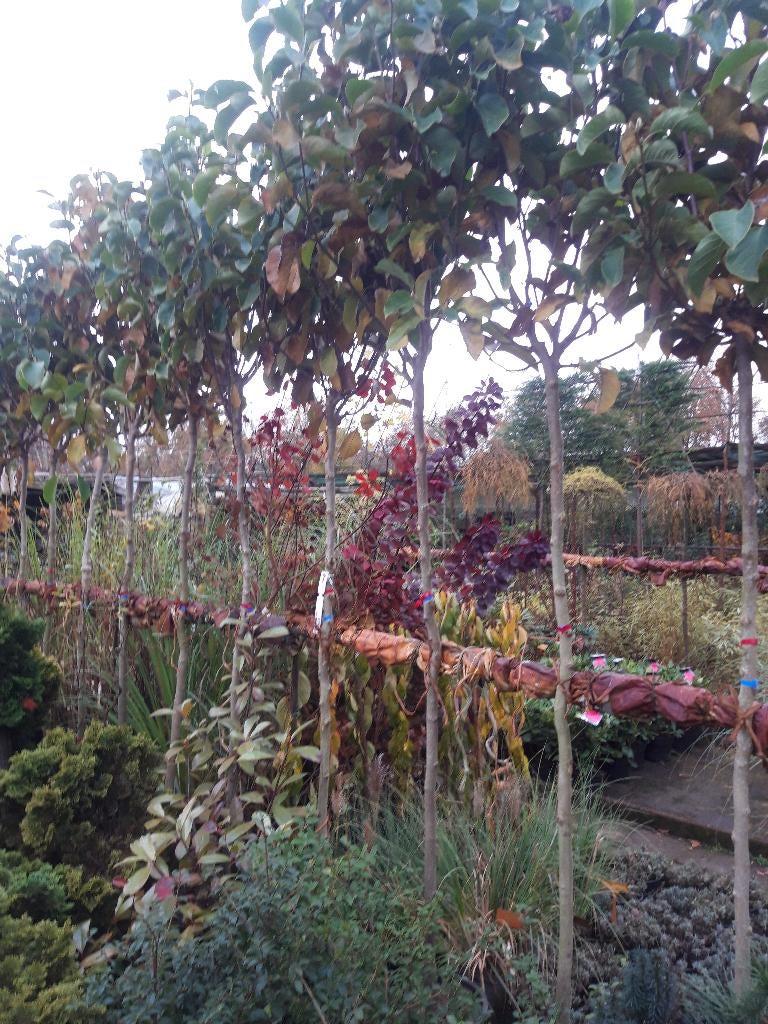 Magnolia Genie of tulpenboom op stam van 180 cm  in pot, Tuin en Terras, Planten | Bomen, Lente, 100 tot 250 cm, Ophalen, Volle zon