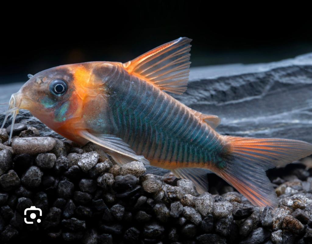 Corydora eques, Vis