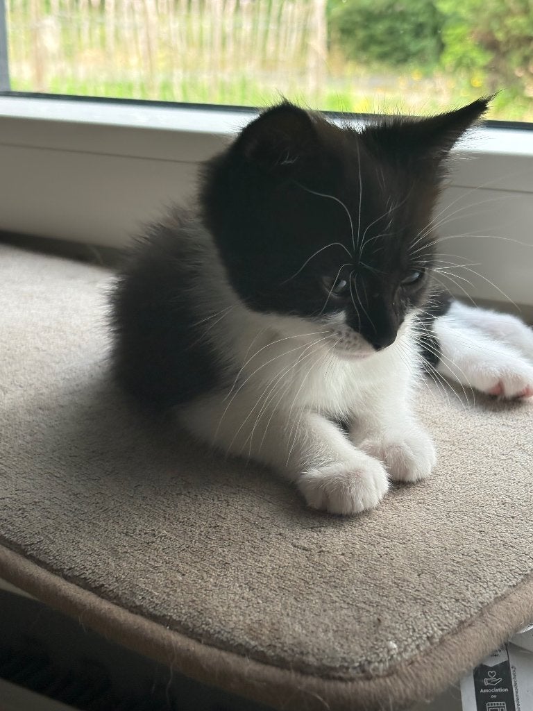 Kitten, Kater, Ontwormd, 0 tot 2 jaar