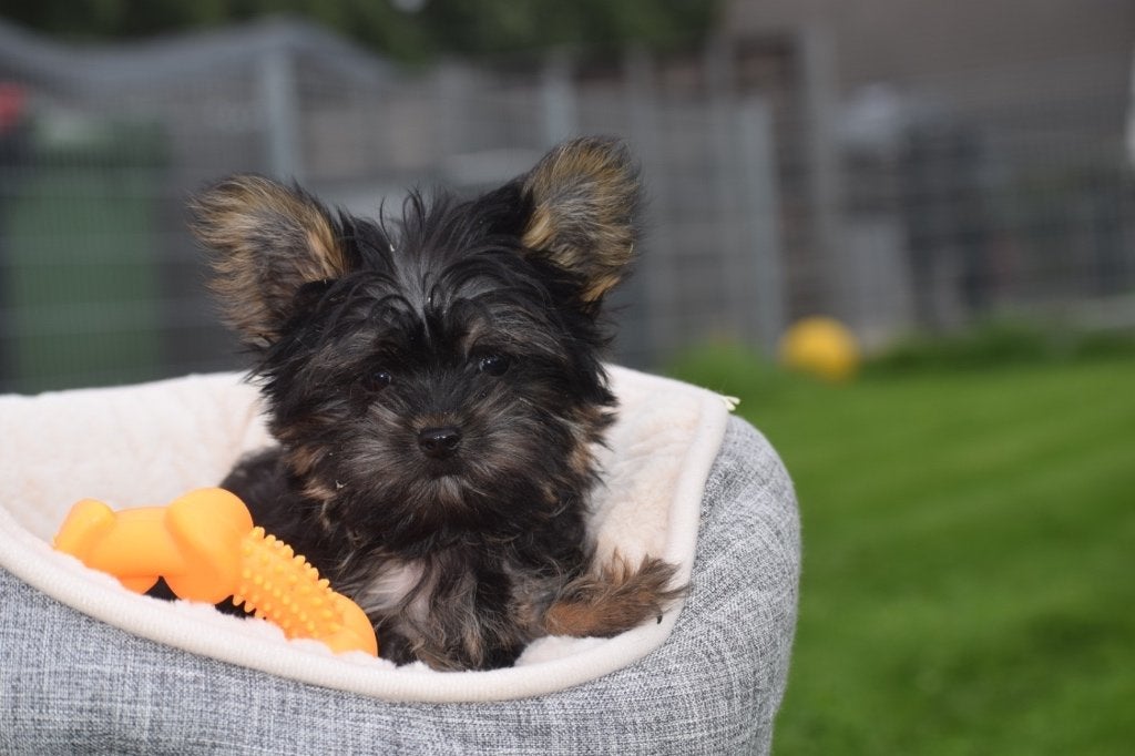 Yorkshire terrier pups nieuw nestje, Yorkshire Terriër, Nederland, Reu, 8 tot 15 weken