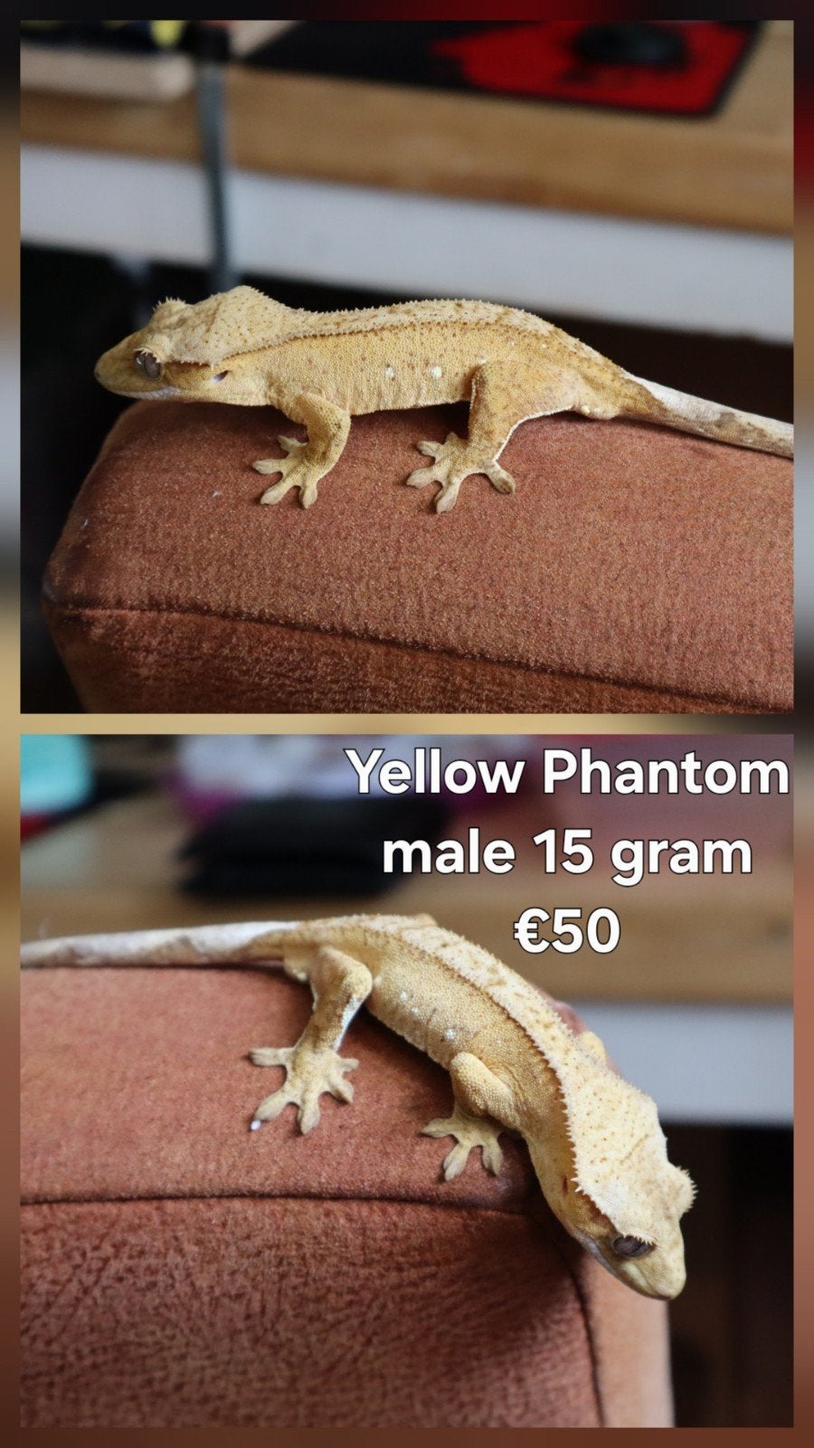 1.0 Wimpergekko (Crested Gecko) gele phantom, Dieren en Toebehoren, Hagedis, Tam, 0 tot 2 jaar