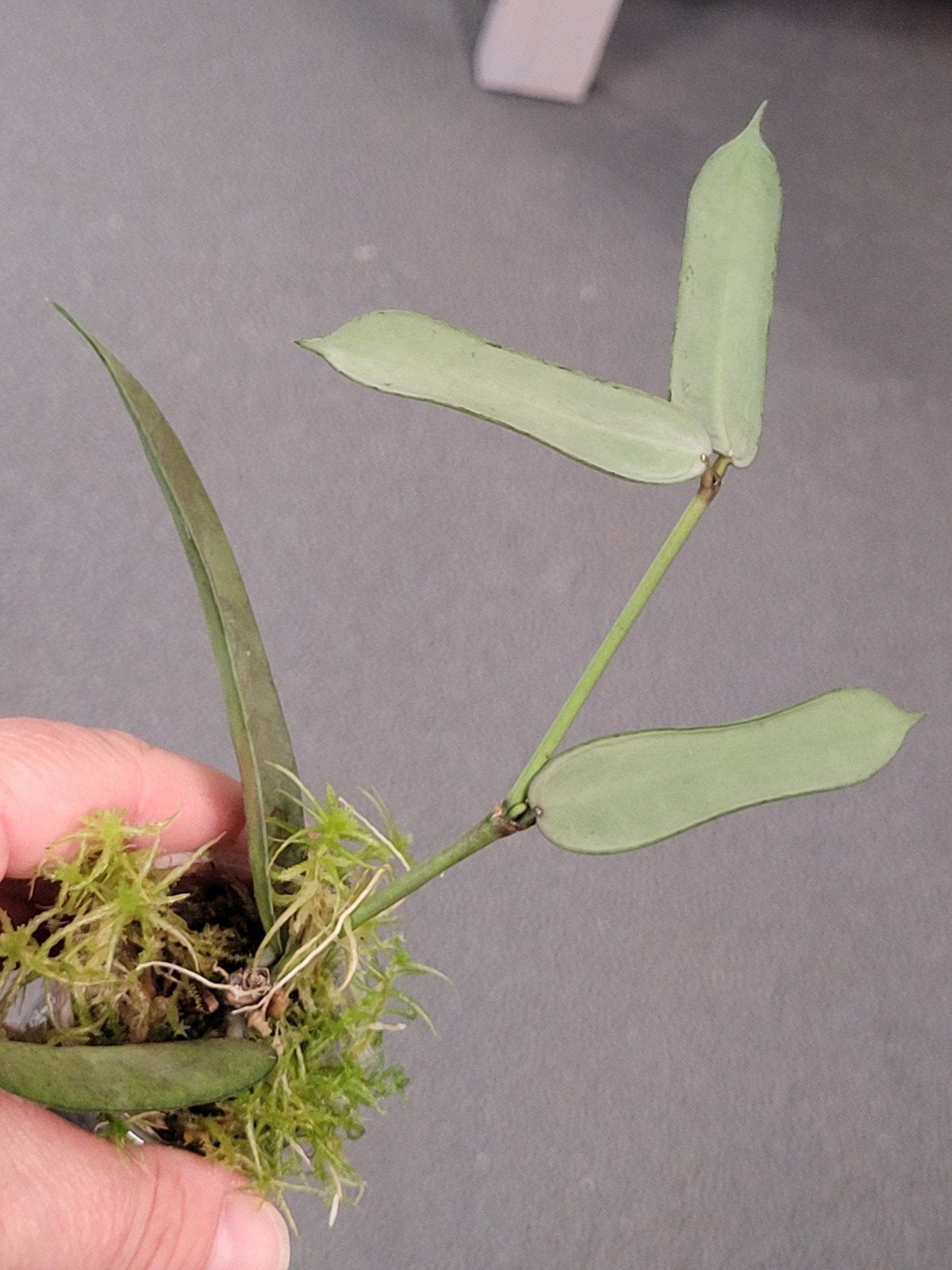Hoya Pandurata Silver, Ophalen of Verzenden, Halfschaduw, Minder dan 100 cm