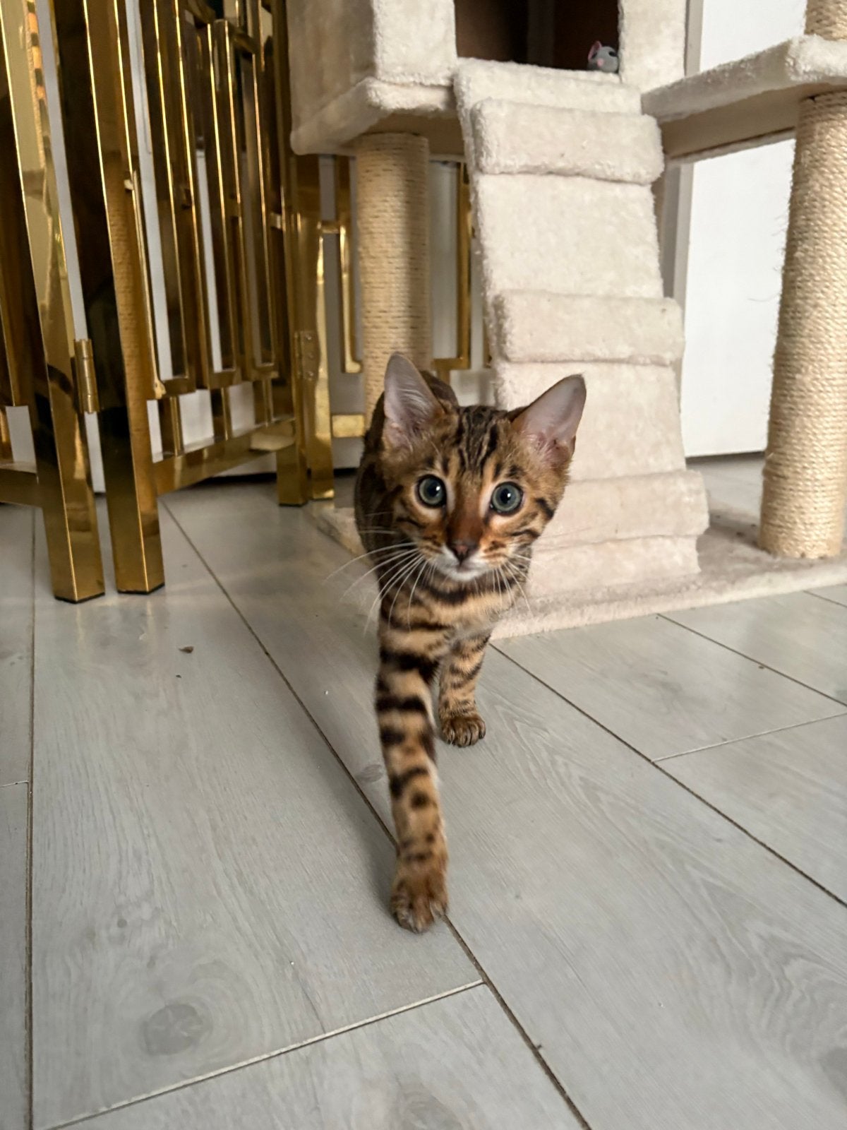 Bengaals katertje gechipt, gevaccineerd & paspoort Tiger, Kater, Kortharig, 0 tot 2 jaar