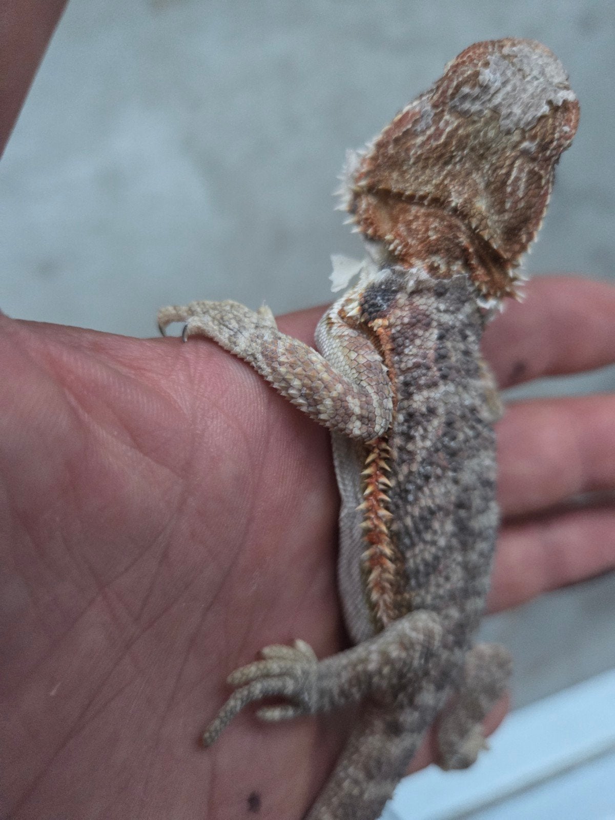 Baardagaam Pogona Vitticeps Classic/Normal Bearded Dragon photo 4