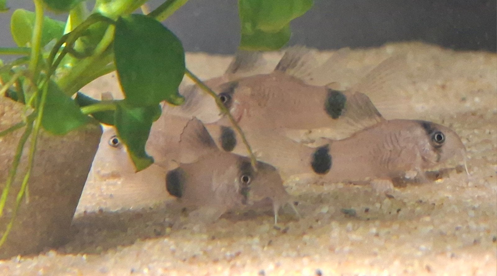 Corydora Panda, Dieren en Toebehoren, Vissen | Aquariumvissen, Vis, Zoetwatervis, Schoolvis