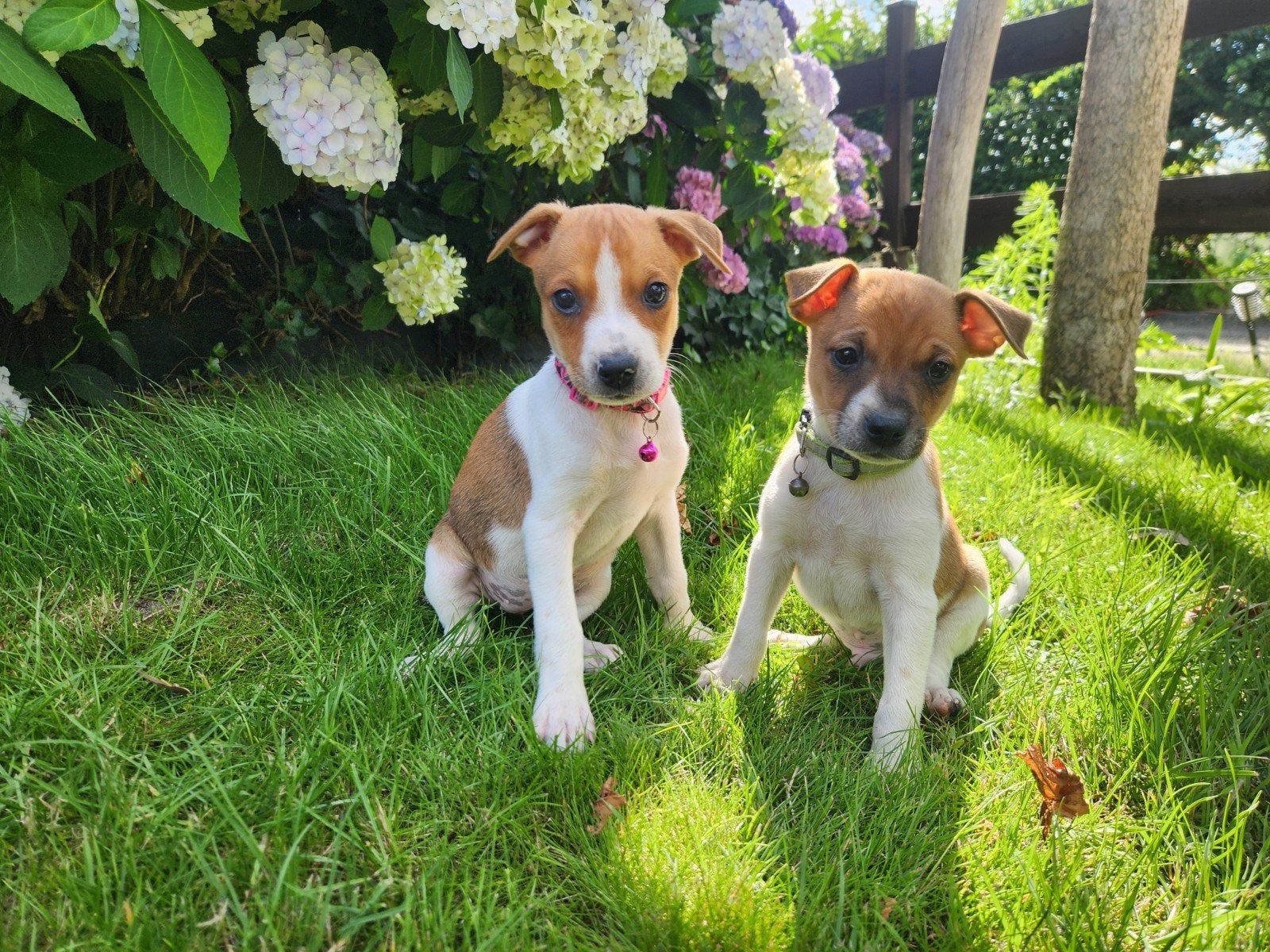 2 mooie boerenfox puppy's, Dieren en Toebehoren, Honden | Niet-rashonden, 8 tot 15 weken, Meerdere, Meerdere dieren, Middel