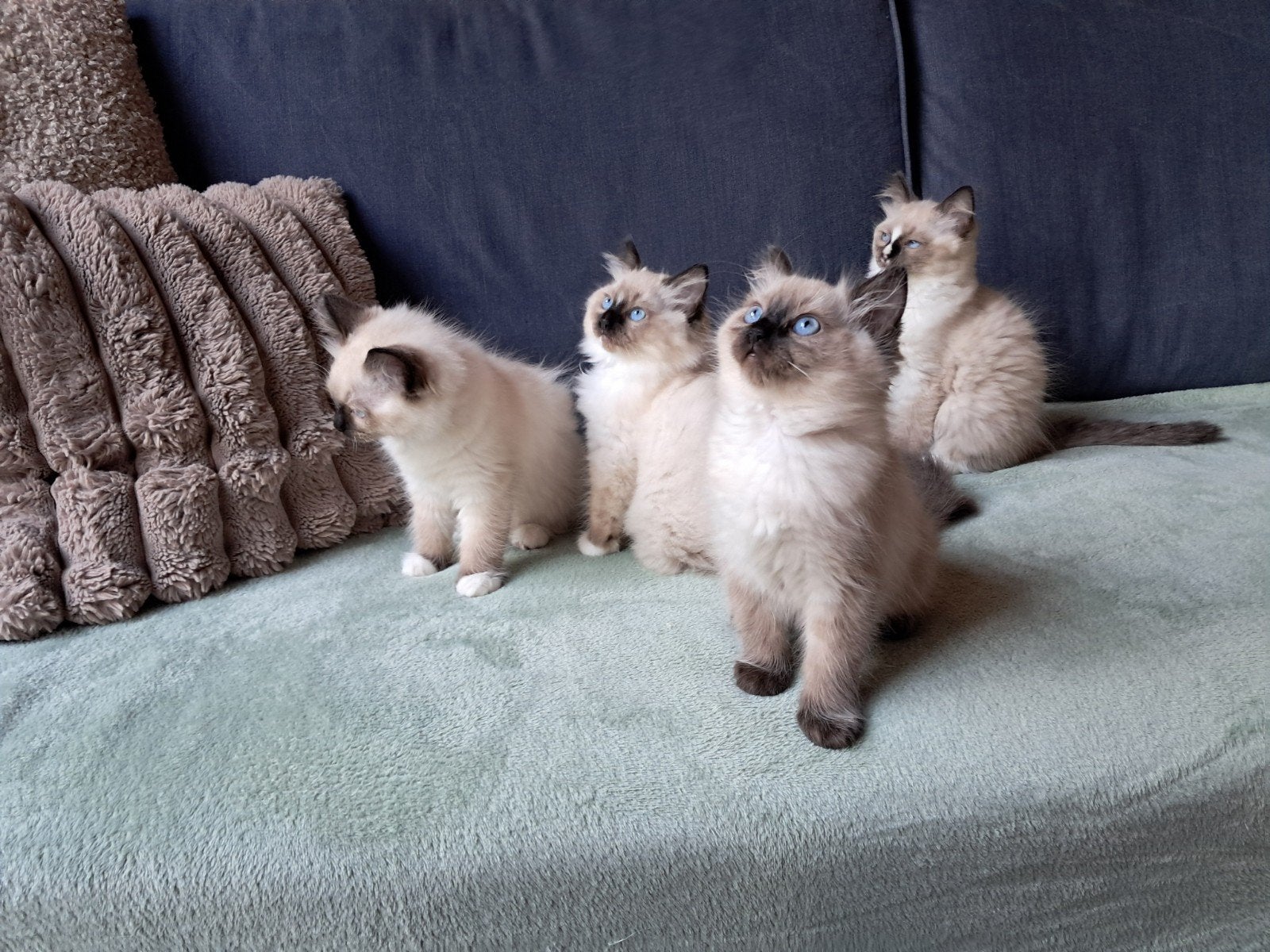Super lieve en aanhankelijke Ragdoll Kittens volledig gevacc, Meerdere dieren, Gechipt, 0 tot 2 jaar