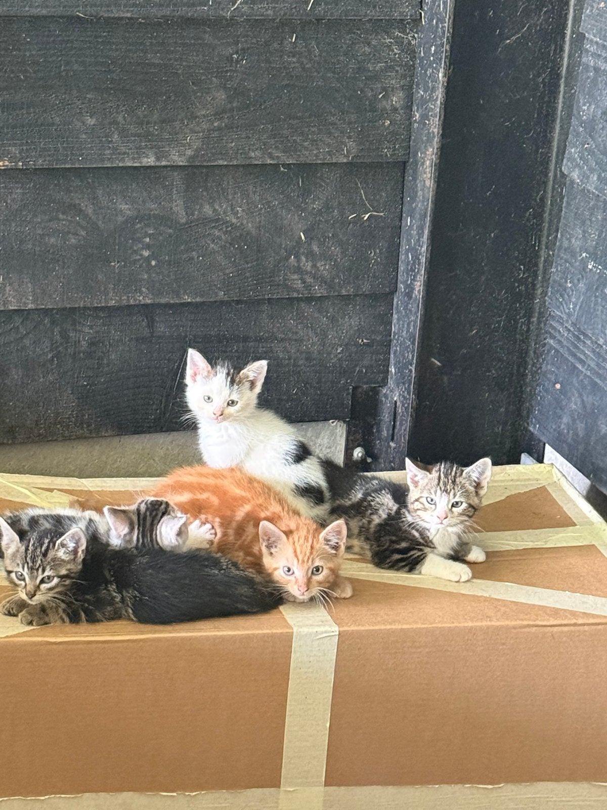 Mooie boerderijkittens mogen nu weg!, Meerdere dieren, Kortharig, 0 tot 2 jaar