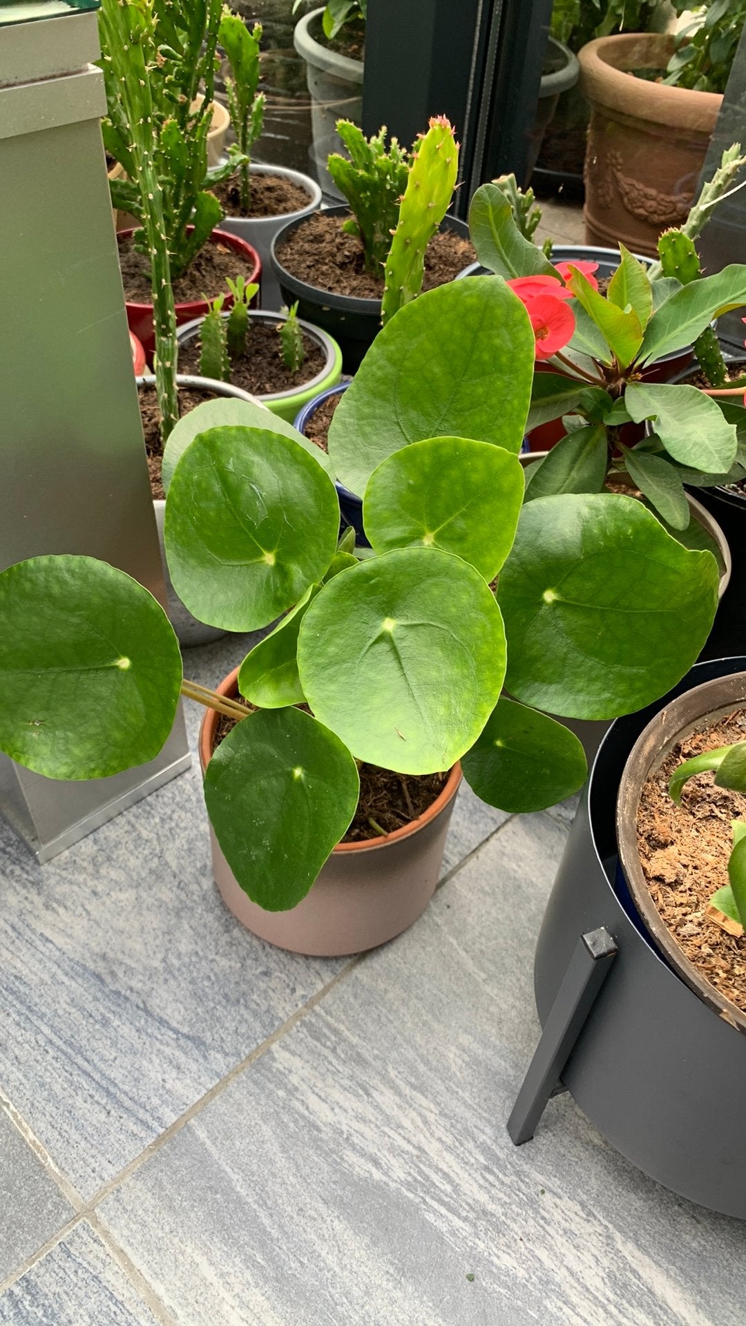 Pannenkoek plant met pot €5, Huis en Inrichting, Kamerplanten, Ophalen, Halfschaduw, Minder dan 100 cm
