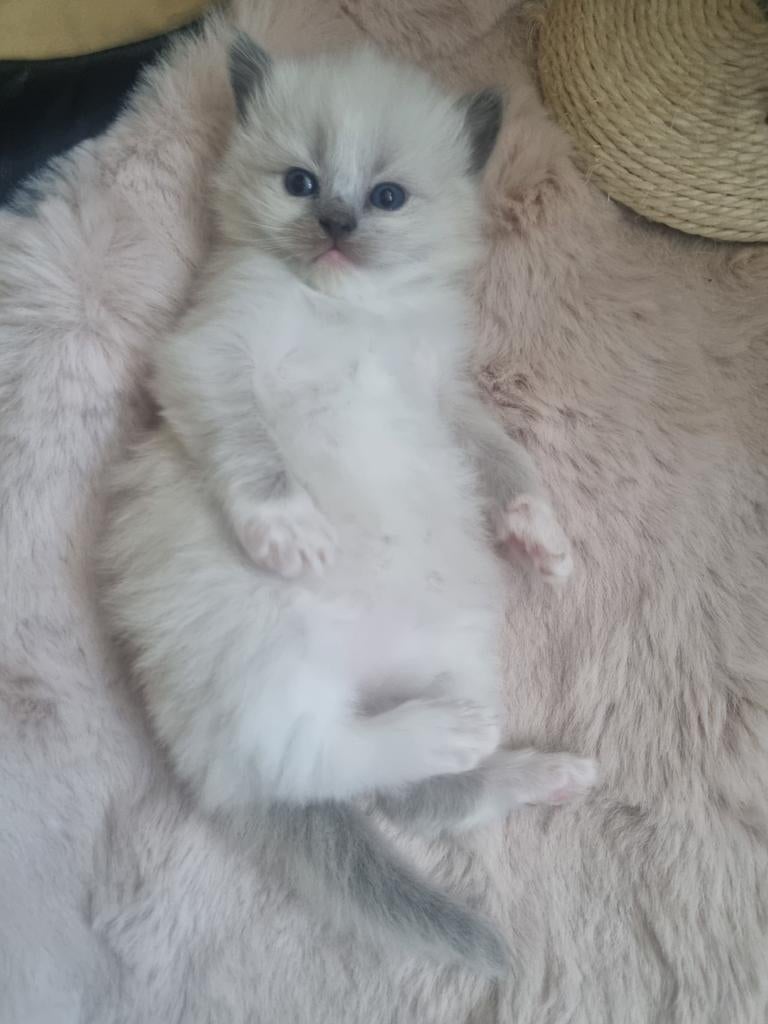Ragdoll kitten te koop, Dieren en Toebehoren, Poes