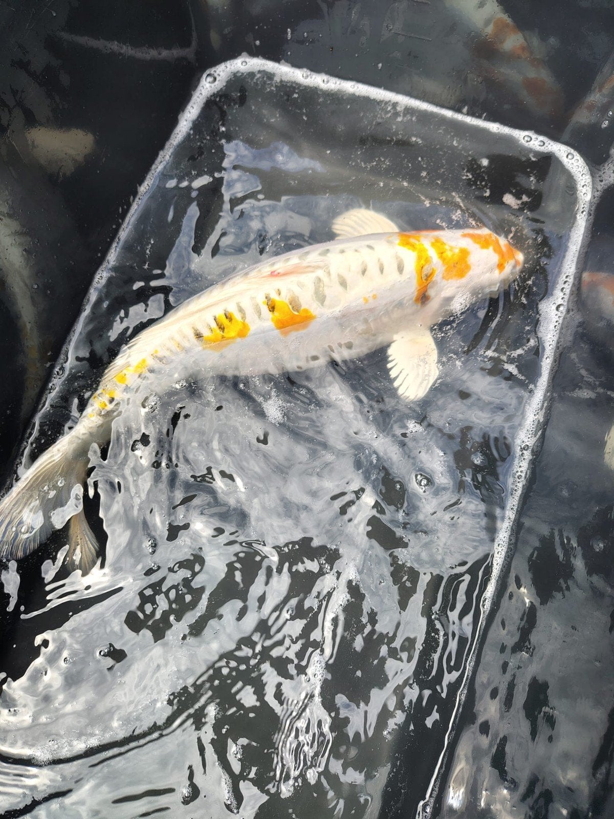 Doitsu Kujaku – 50 cm, Dieren en Toebehoren, Vissen | Vijvervissen, Karper of Koi