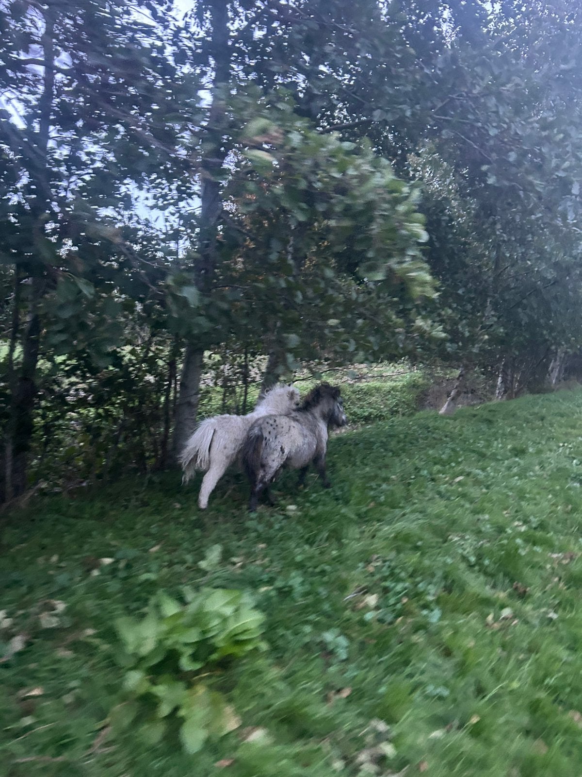 2 mooie veulens, Dieren en Toebehoren, Ophalen of Verzenden, Nieuw, Recreatie
