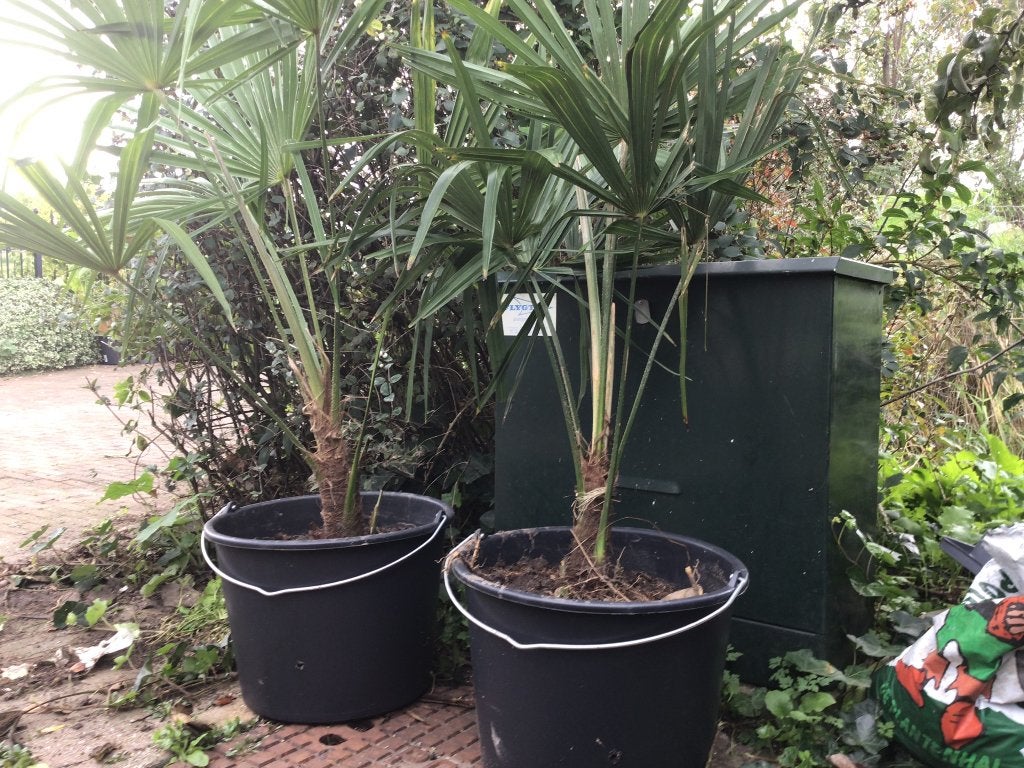 Palmbomen, 100 tot 250 cm, Zomer, Palmboom, Ophalen