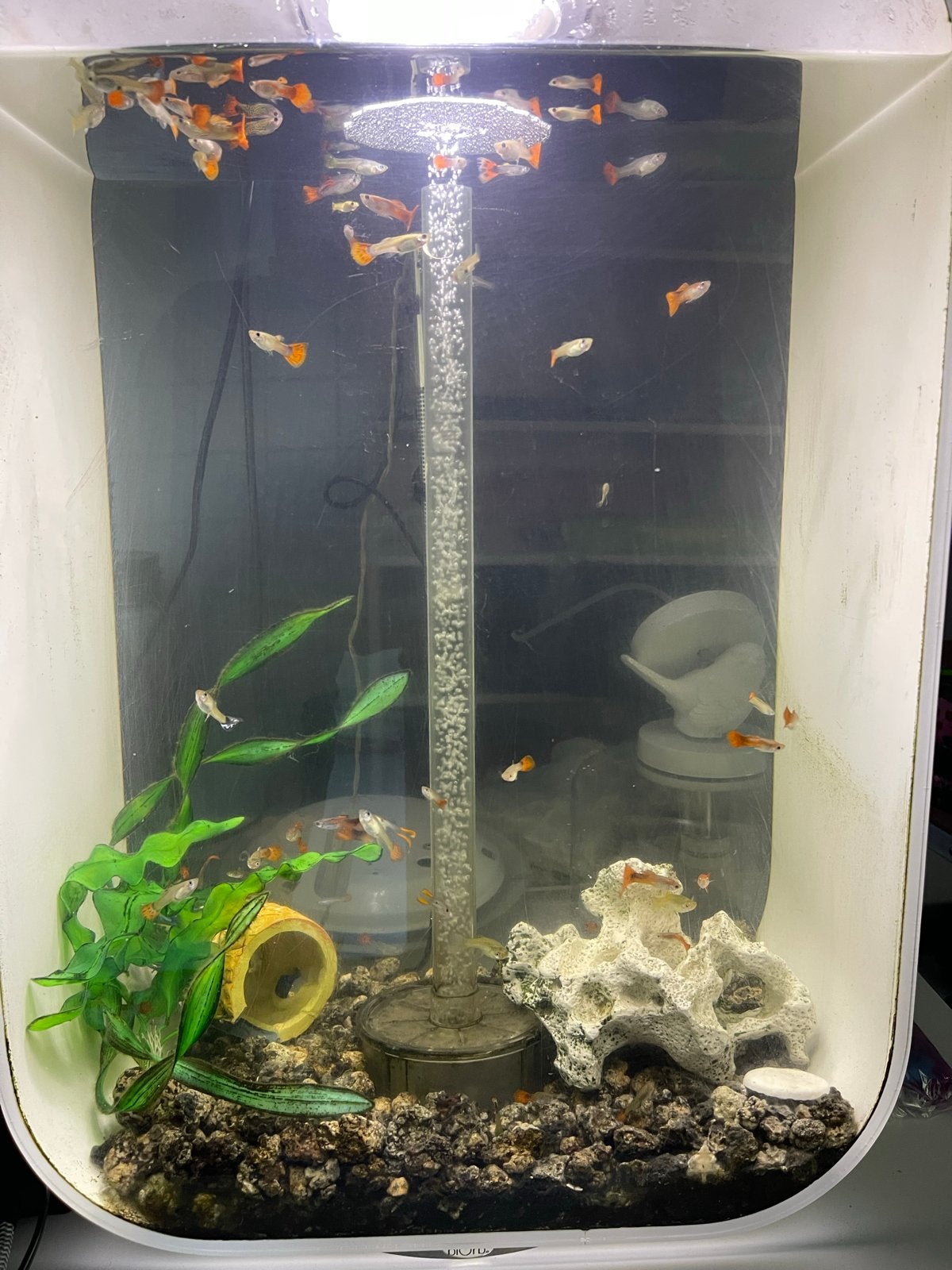 BiOrb LIFE 60ltr aquarium compleet met veel extra’s incl gup, Ophalen, Gevuld zoetwateraquarium