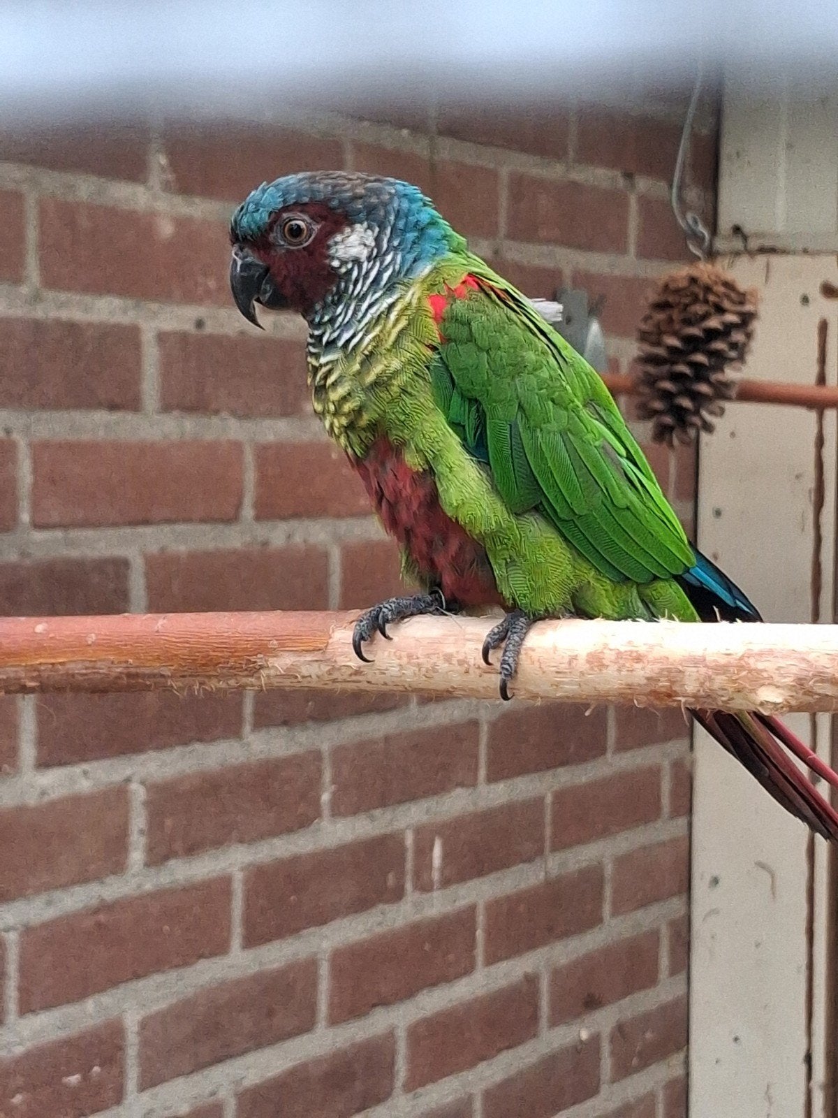 koppel Emma witoor pyrrhura's, Dieren en Toebehoren, Vogels | Parkieten en Papegaaien, Meerdere dieren, Parkiet, Geringd
