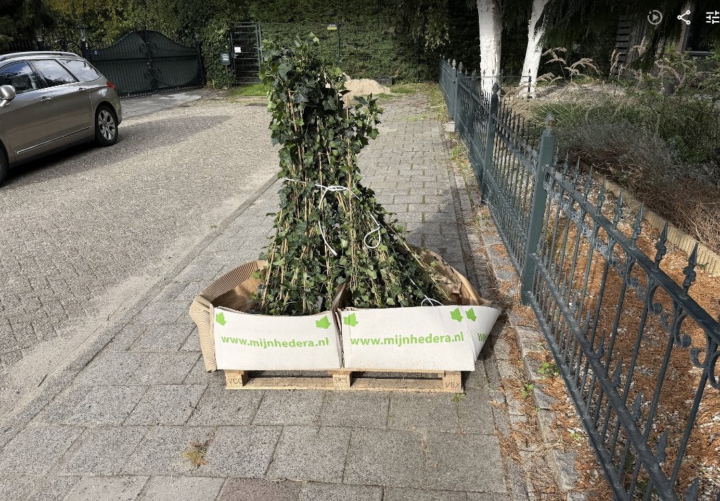 40 Hedera hibernica 120-140 cm – nieuw / vers geleverd, Ophalen, Vaste plant, Bloeit niet, Halfschaduw