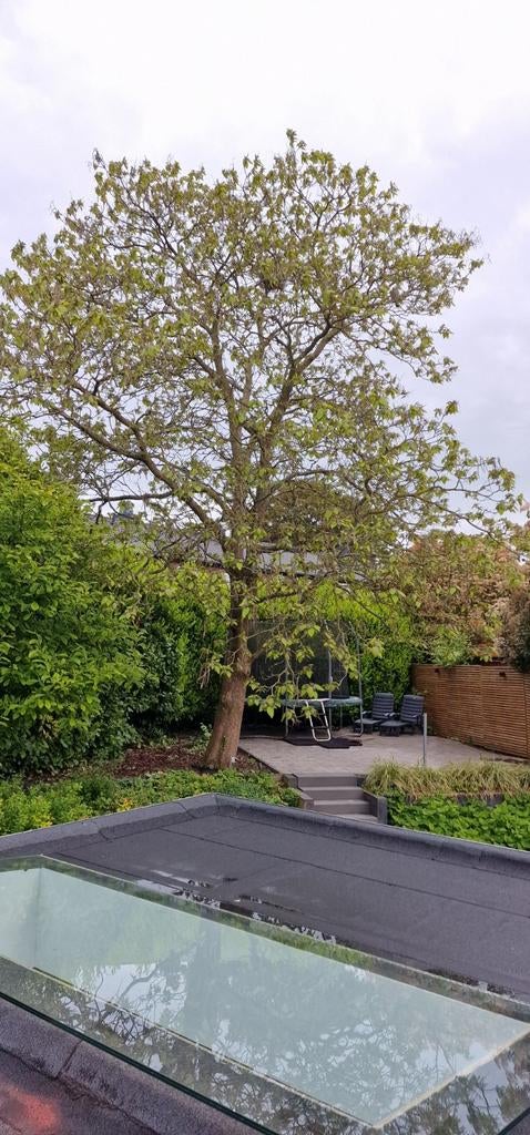GRATIS hout, wel zelf de zaag meenemen, Minder dan 3 m³, Ophalen of Verzenden
