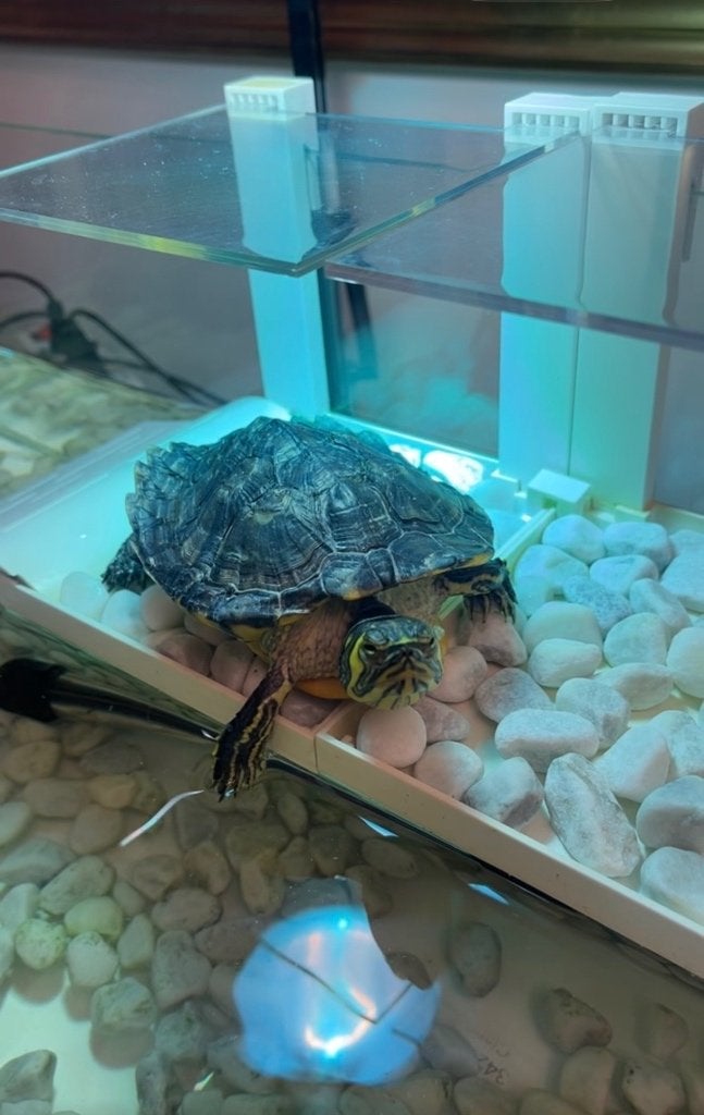 Water schildpad + glazen bak & toebehoren, Dieren en Toebehoren, Schildpad, Met terrarium, 11 jaar of ouder
