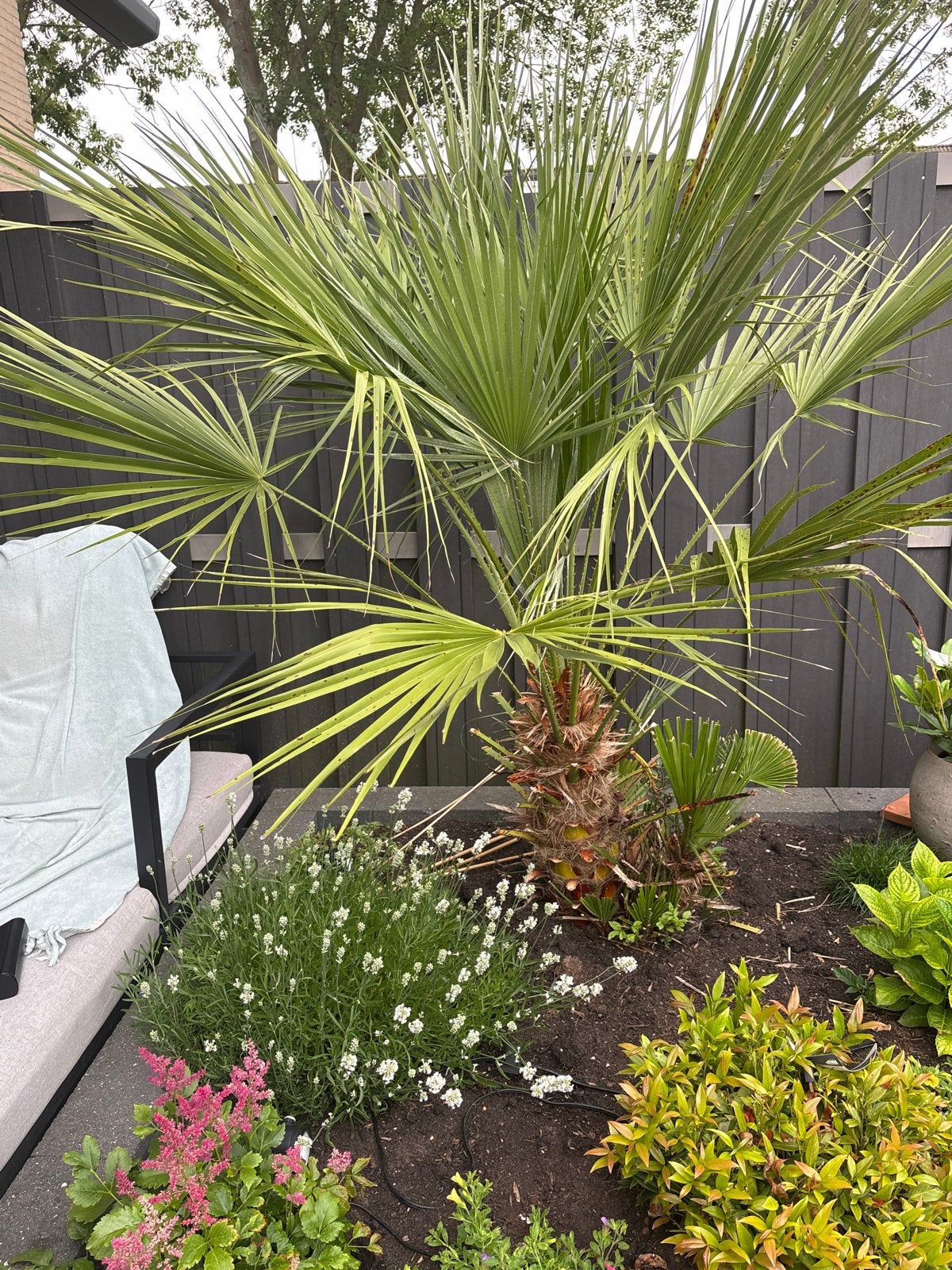 Winterharde Palmboom (Trachycarpus Fortunei), Tuin en Terras, Volle zon, Vaste plant, Bloeit niet, Ophalen