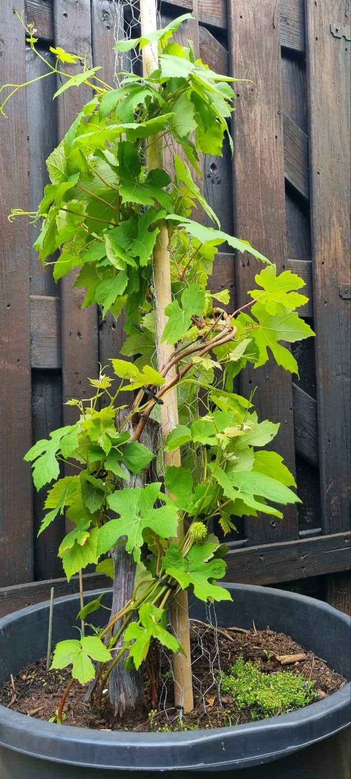 Oude rode druif op stammetje - Perfect voor uw tuin!, Ophalen of Verzenden