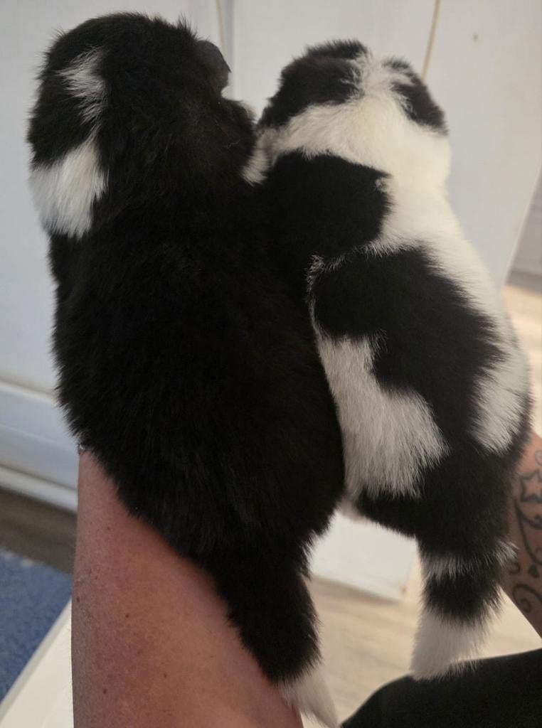 Pups 90 % samojeed, 8 tot 15 weken, Teef, Poolhond, Meerdere