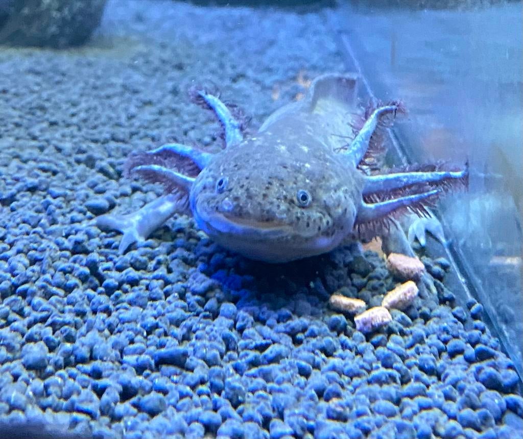 Axolotl vrouw 1 jaar oud, Ophalen, Zo goed als nieuw, Leeg aquarium