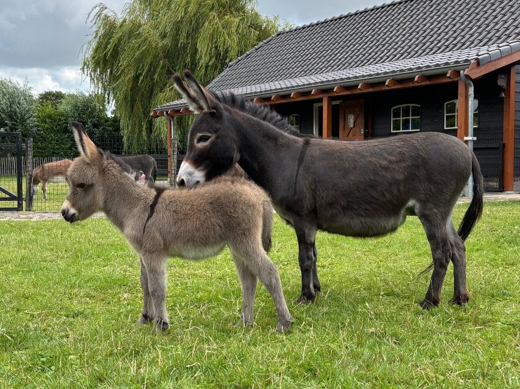 Mooie mini ezel merrie met prachtig hengstveulen beschikbaar, Dieren en Toebehoren, Juli, Meerdere dieren