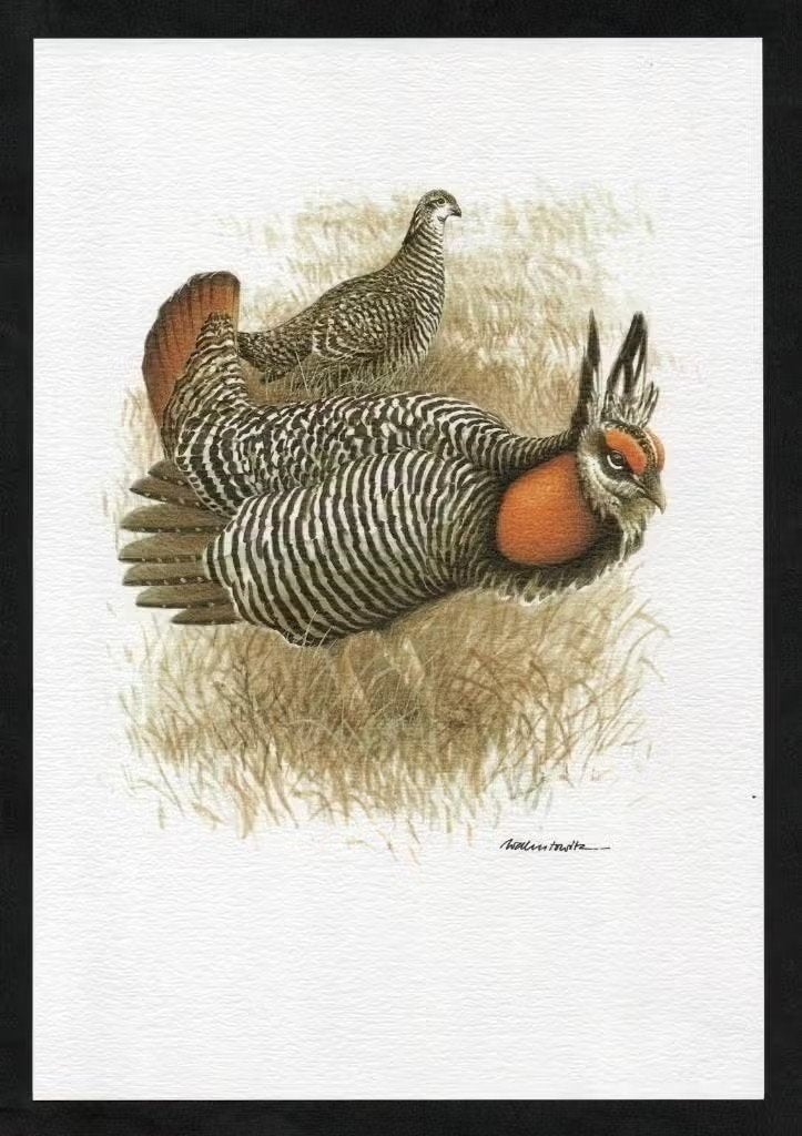 Prairiehoen Tympanuchus Cupido Vogel Kunstdruk., Ophalen of Verzenden, Zo goed als nieuw