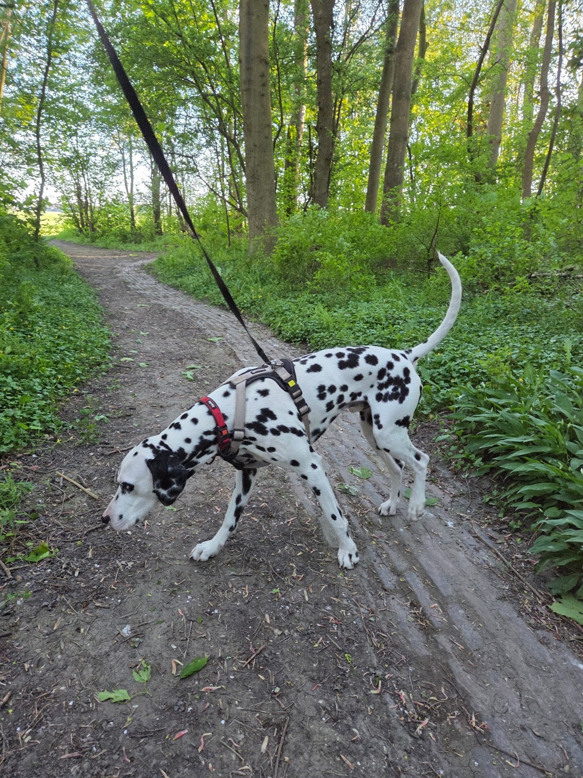 Dalmatiër, 2jr, zoekt gouden mand!, Parvo, Dalmatiër, Reu, 1 tot 2 jaar