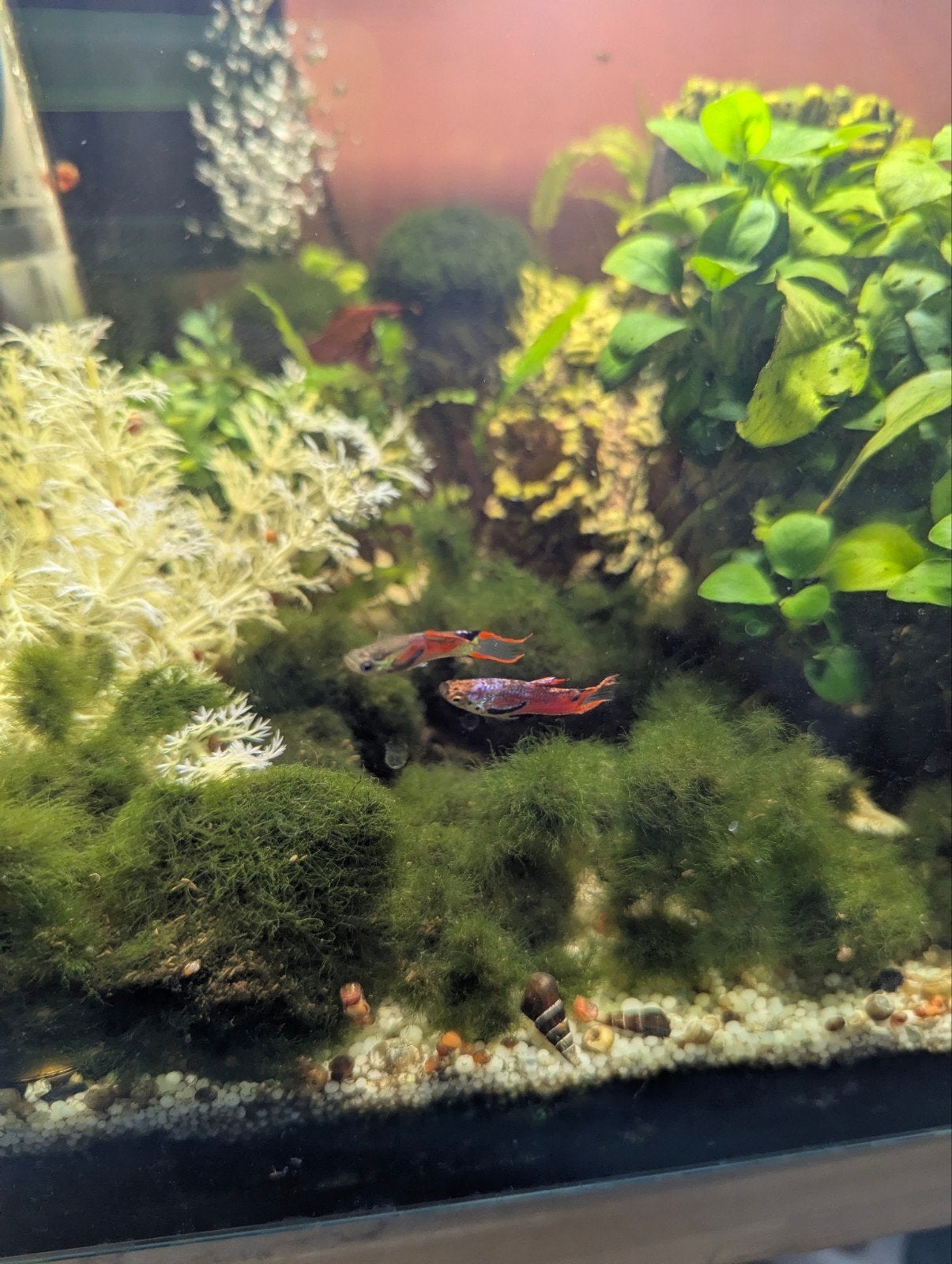 3 endler guppen zoeken nieuw aquarium, Ophalen, Gevuld zoetwateraquarium