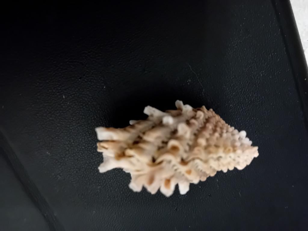Schelp, Verzamelen, Mineralen en Fossielen, Ophalen of Verzenden, Schelp(en)