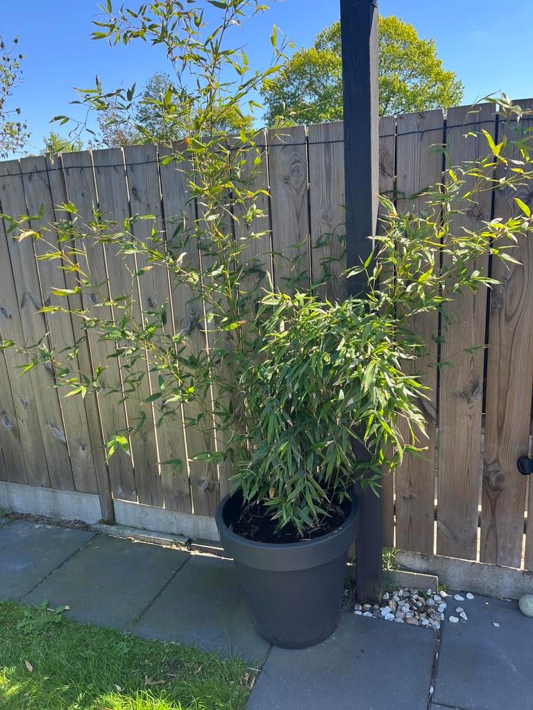 Bamboe in pot, Tuin en Terras, Bloeit niet, Halfschaduw, Overige soorten, Ophalen