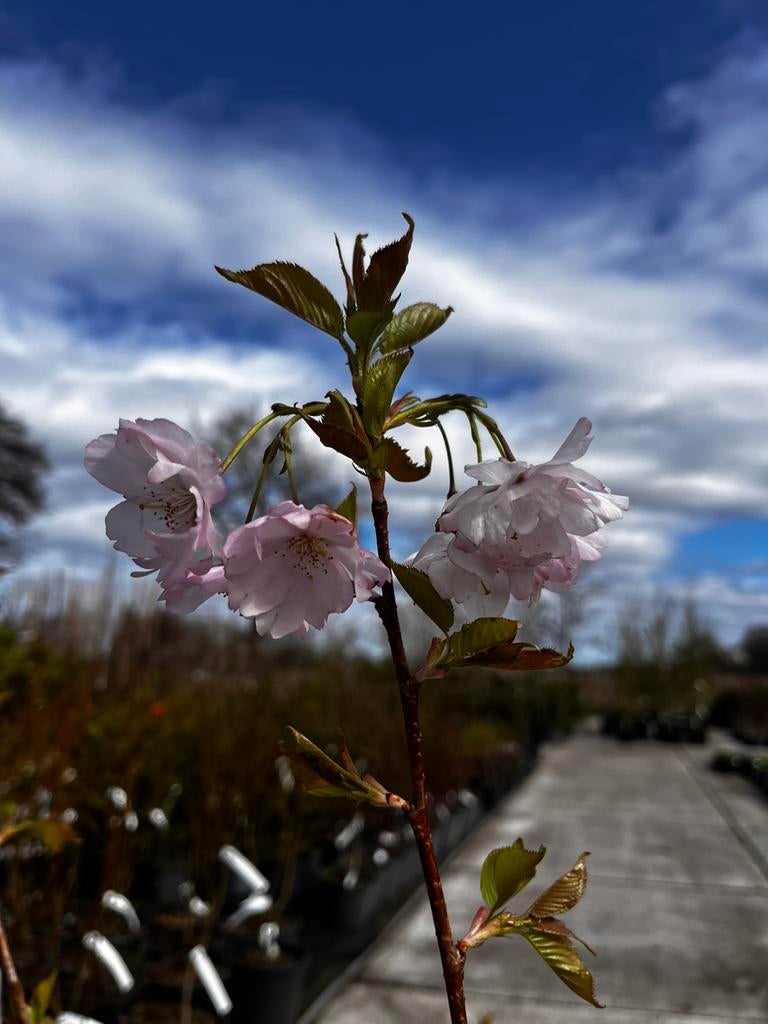 Prunus Accolade meerstammig - Japanse Sierkers, Ophalen