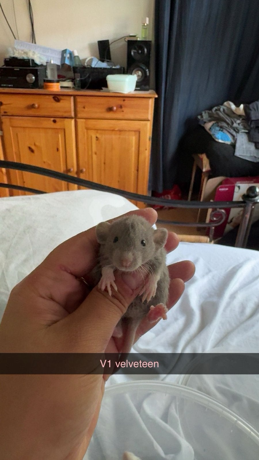 Rittens te reserveren🩷💙, Dieren en Toebehoren, Knaagdieren, Rat, Juli, Meerdere dieren, Tam