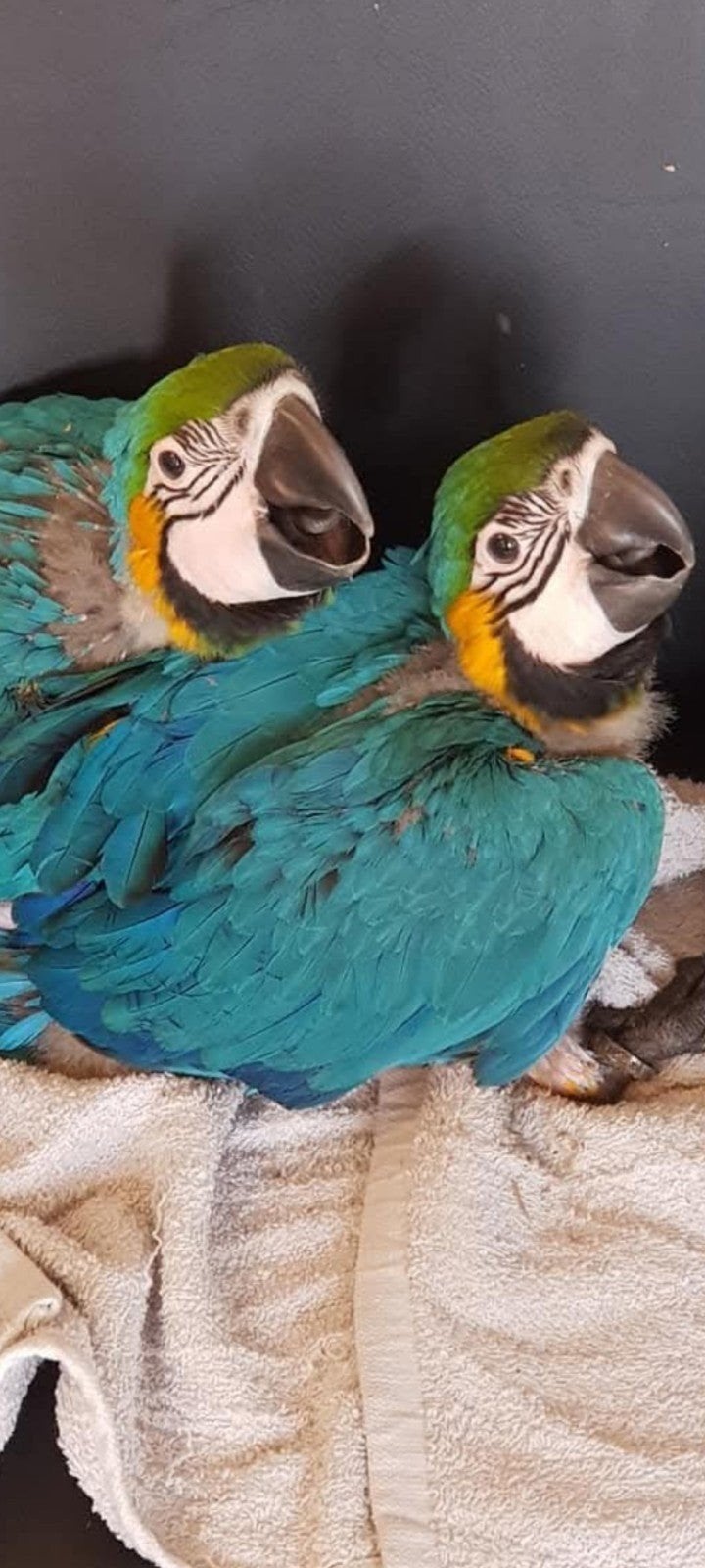 te koop blauwgeel ara, Dieren en Toebehoren, Vogels | Parkieten en Papegaaien, Geslacht onbekend, Papegaai, Geringd
