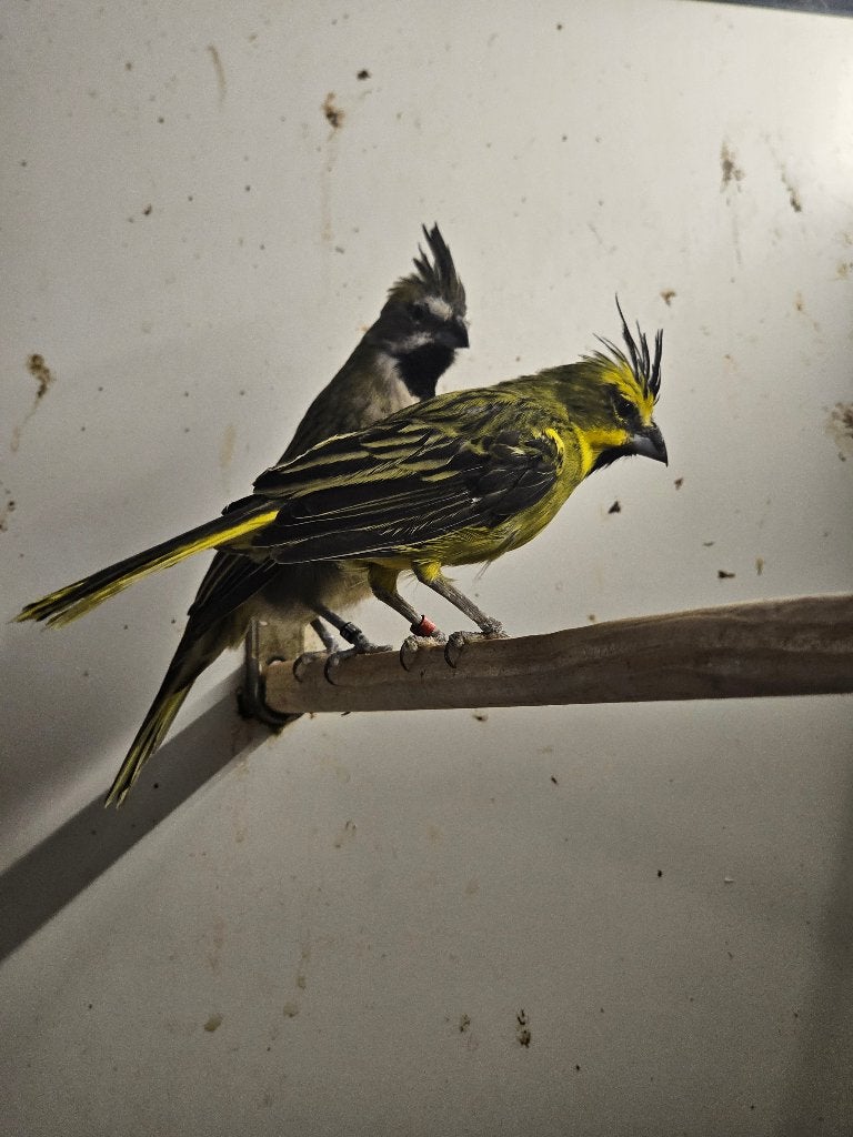 Groene Kardinaal | Koppel, Dieren en Toebehoren, Vogels | Overige Vogels, Meerdere dieren, Wildzangvogel, Geringd