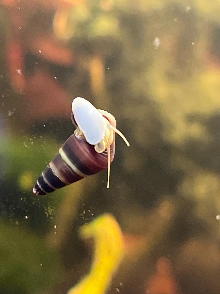 Tylomelania Suwalesi slakken ., Slak of Weekdier, Zoetwatervis